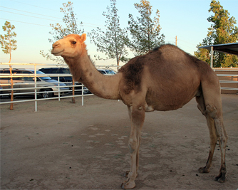elvis the camel